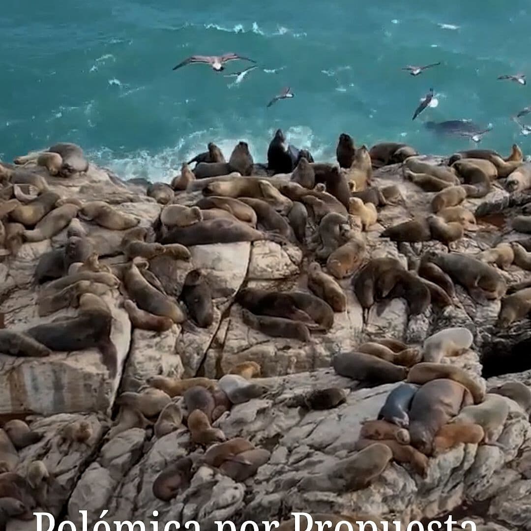 Polémica por Propuesta de Caza de Lobos Marinos en Chile