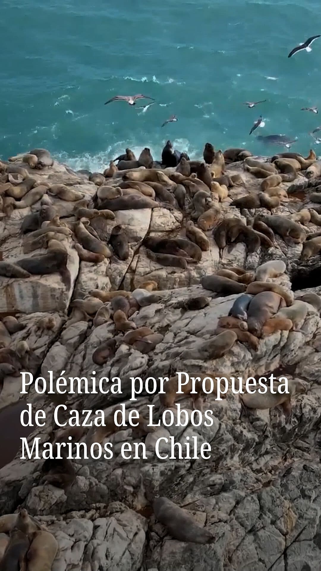 Polémica por Propuesta de Caza de Lobos Marinos en Chile