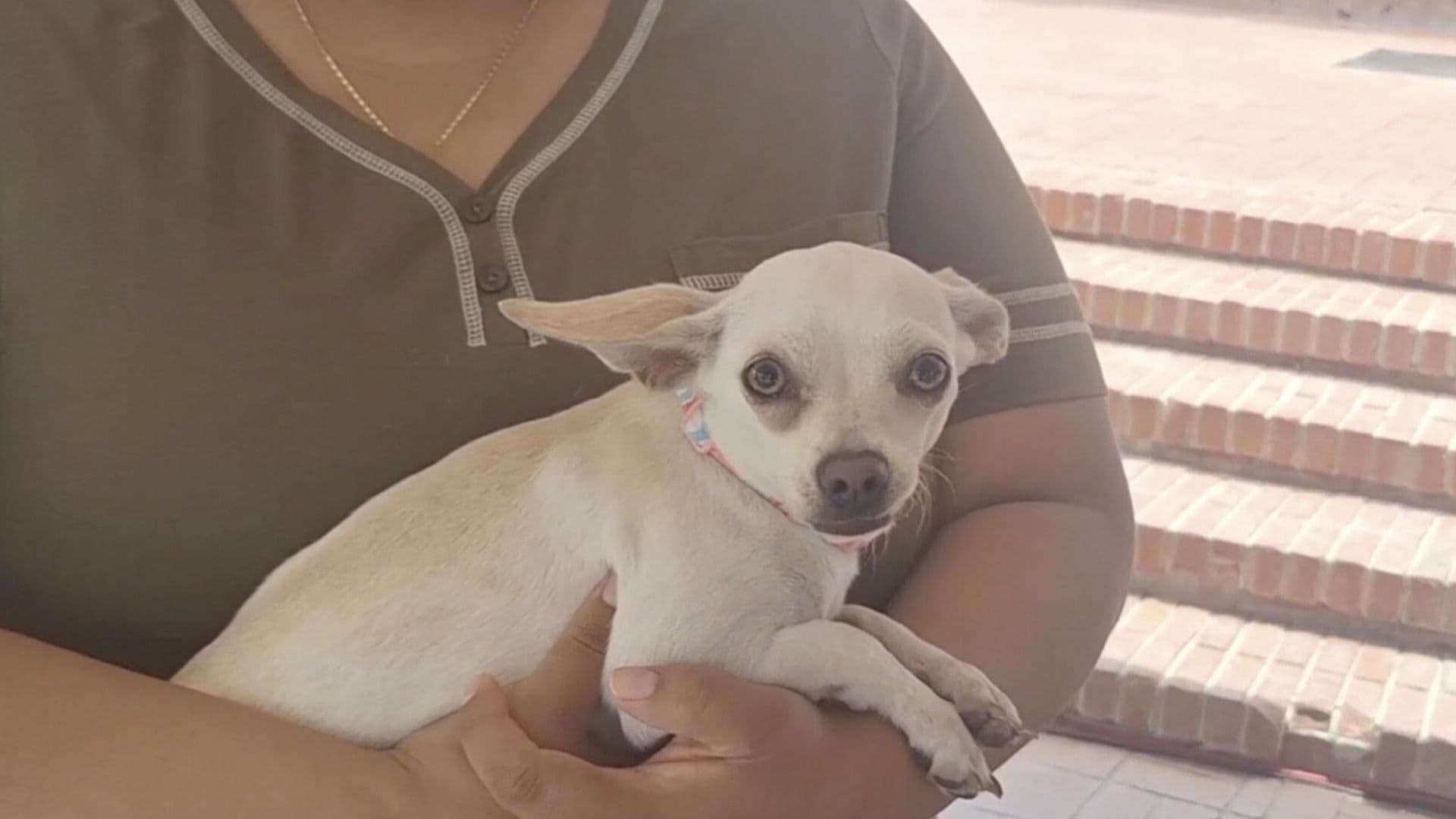 Campaña Vacunación Nuevo Laredo para Mascotas Sabado 15 de Agosto 2026