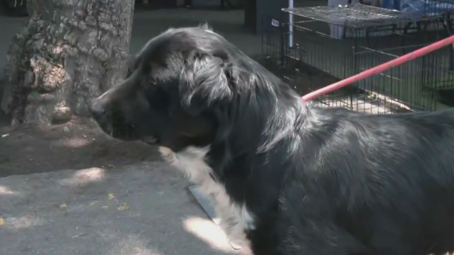 Jornada de Adopción Animal en la Glorieta de insurgentes; Perros Buscan un Nuevo Hogar