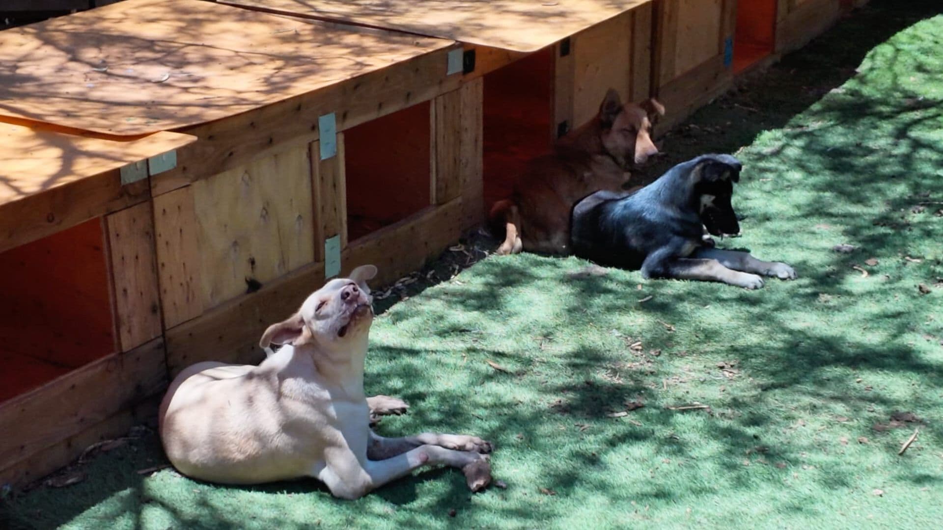 Piden Ayuda Para 200 Perros en un Albergue de Zacatecas; Su Rescatista Está Enfermo