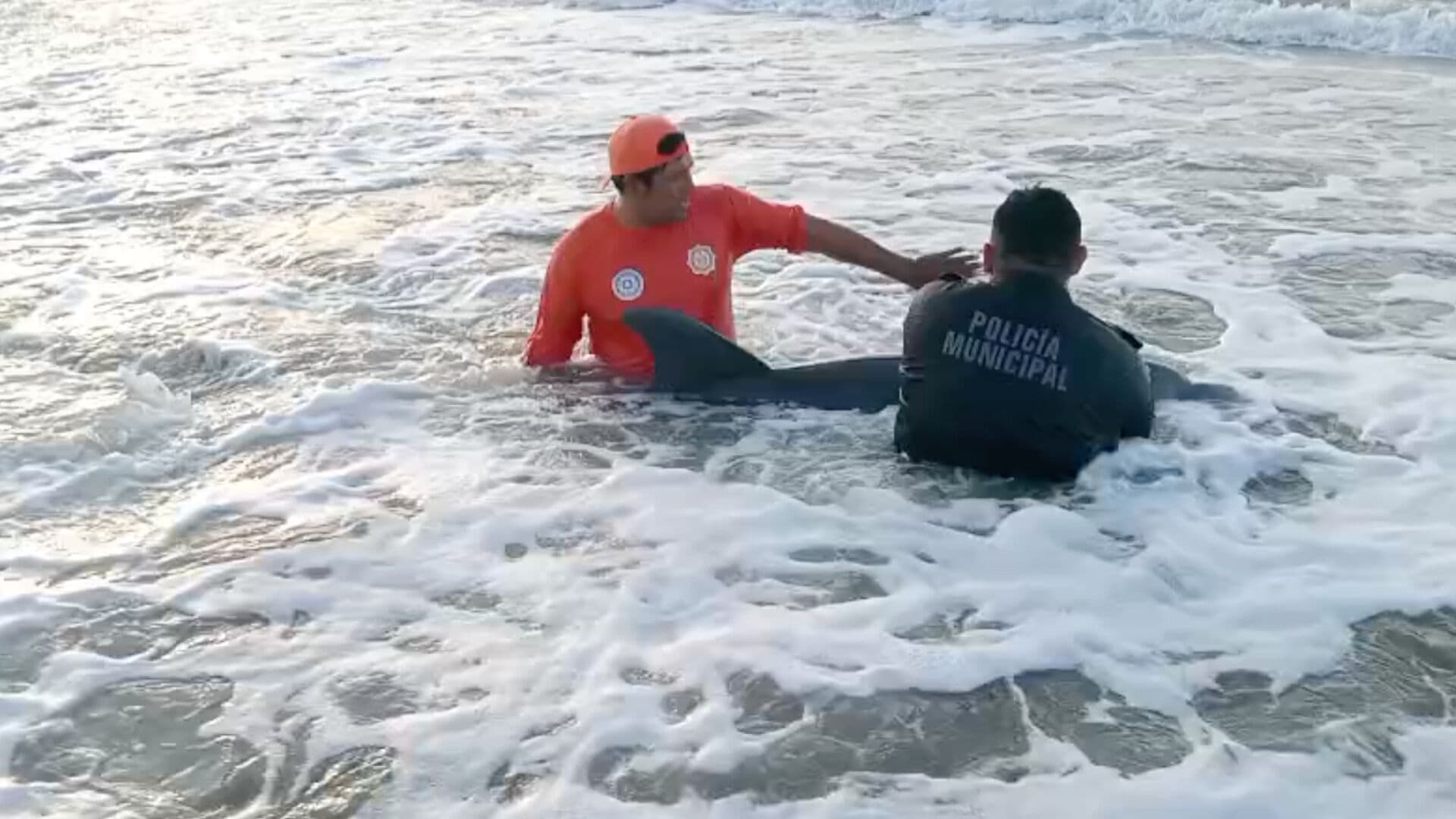 Hallan a un Delfín Varado en Playa de Coatzacoalcos Veracruz