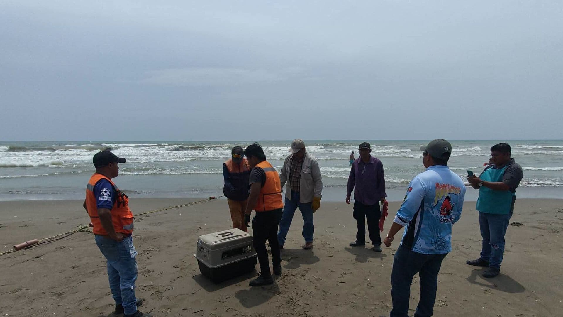 Pelícano es Rescatado en la Barra de Cazones de la Zona Norte de Veracruz