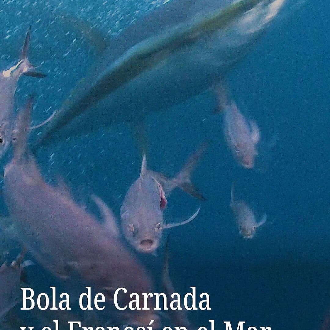 VIDEO: Tiburones y Delfines Desatan Frenesí Alimenticio en Isla del Coco