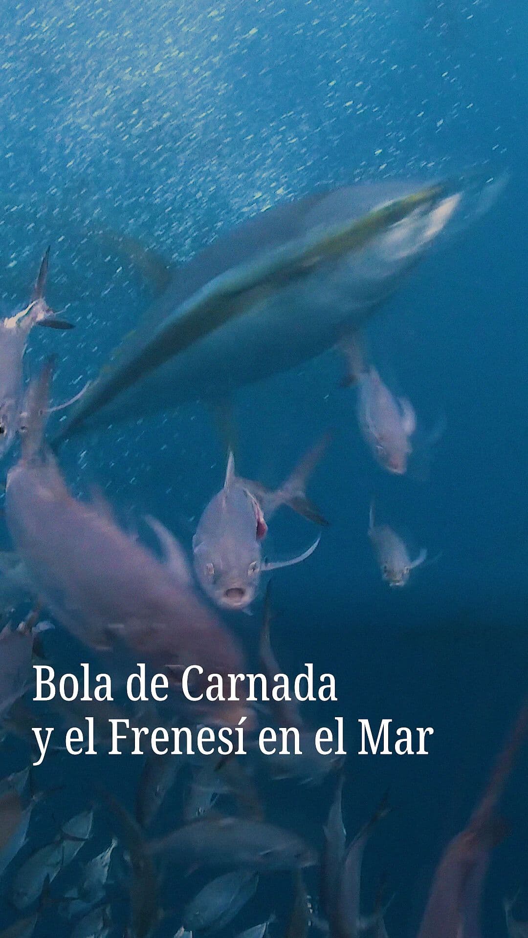 VIDEO: Tiburones y Delfines Desatan Frenesí Alimenticio en Isla del Coco