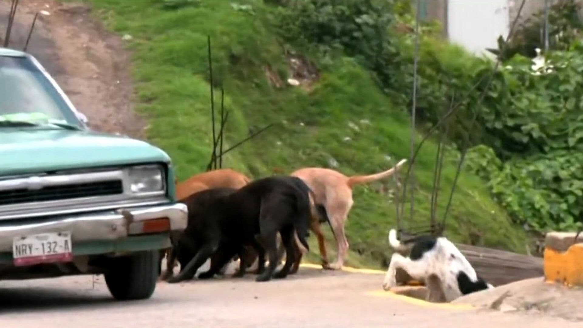 Hallan Restos de Más de 12 Perros en Naucalpan, Edomex; Fiscalía Investiga Maltrato Animal