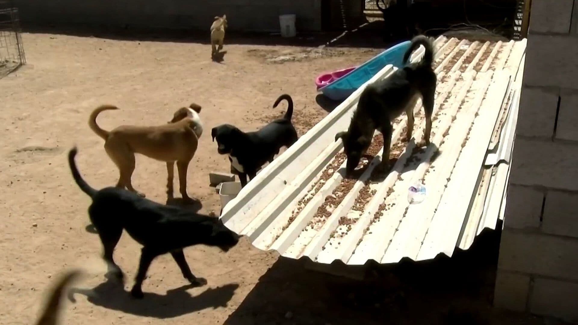 En Ciudad Juárez, Chihuahua, se Aprobaron Multas de Hasta 17 Mil Pesos por Maltrato Animal