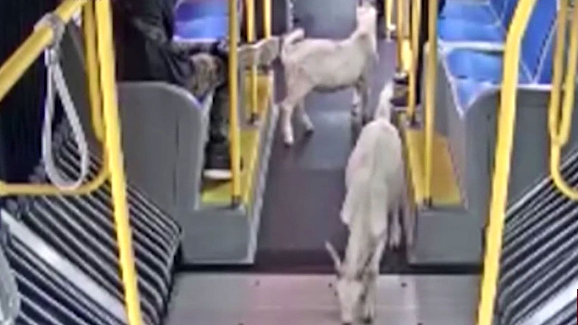 VIDEO: Cabras Abordan Autobús y se Convierten en Pasajeras en Portland, Oregón