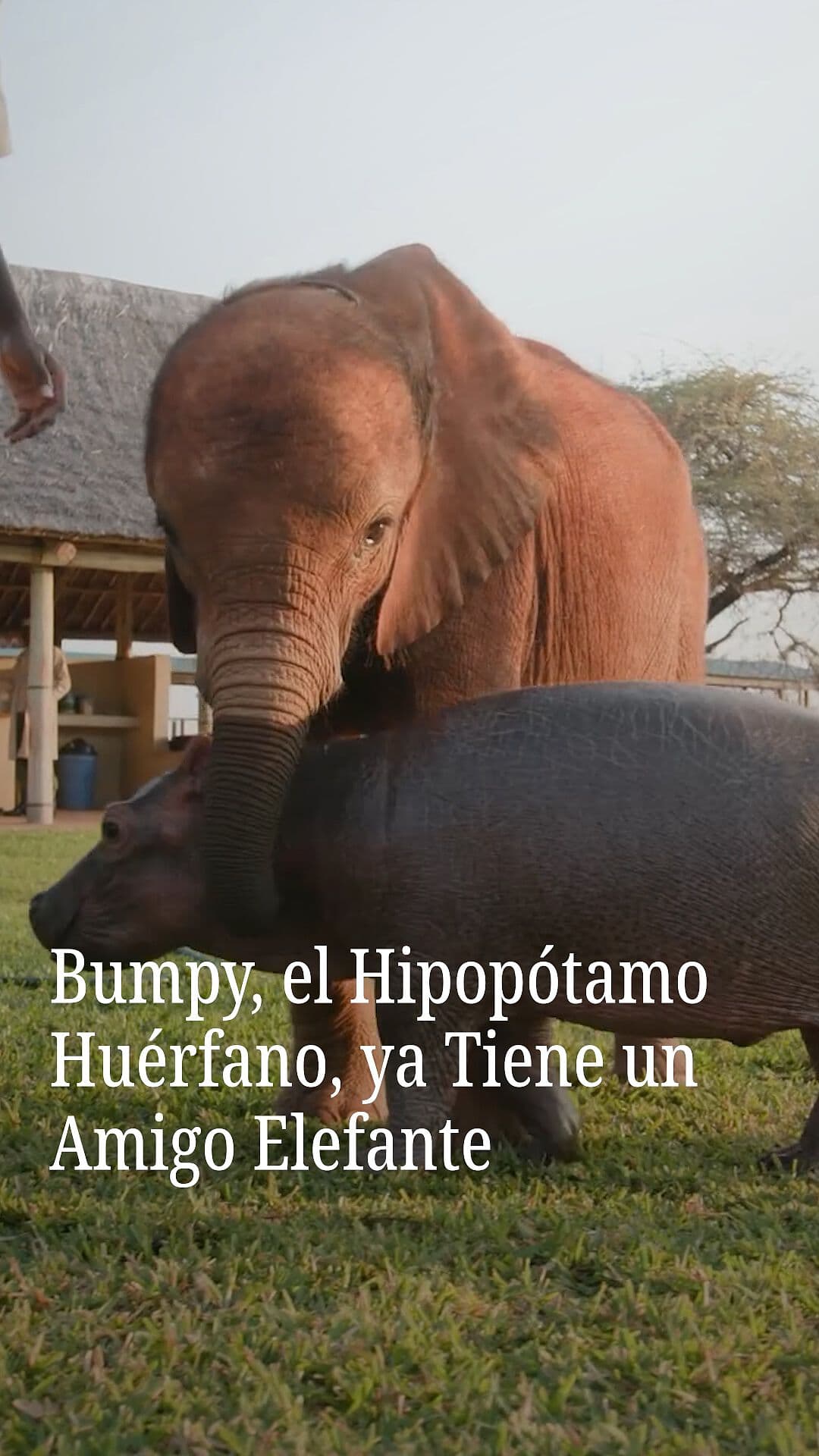 Bumpy, el Hipopótamo Huérfano, ya Tiene un Amigo Elefante