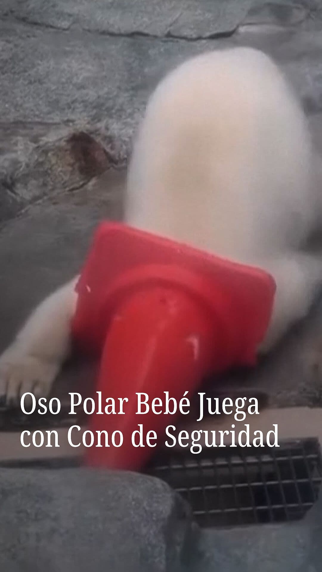 Oso Polar Bebé Juega con Cono de Seguridad