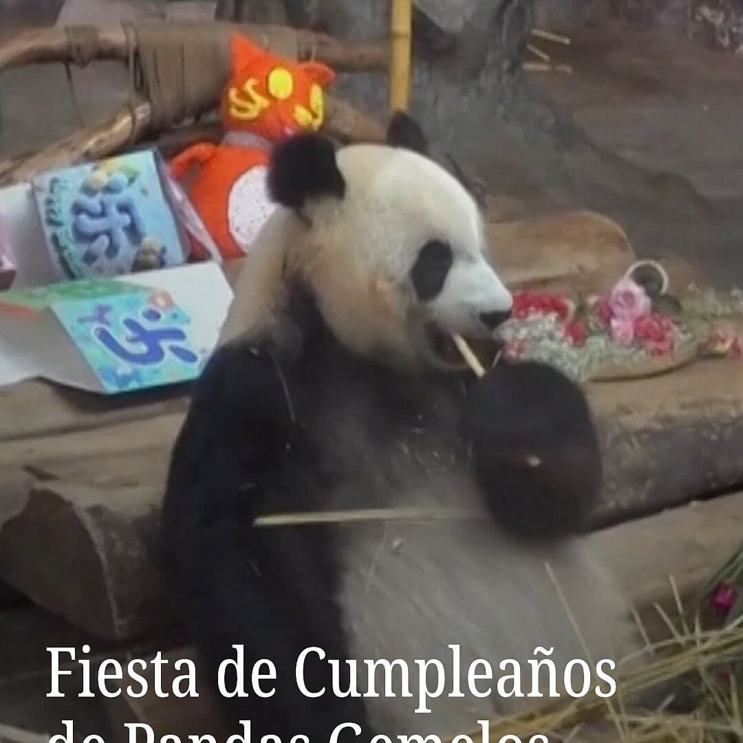 Fiesta de Cumpleaños de Pandas Gemelos