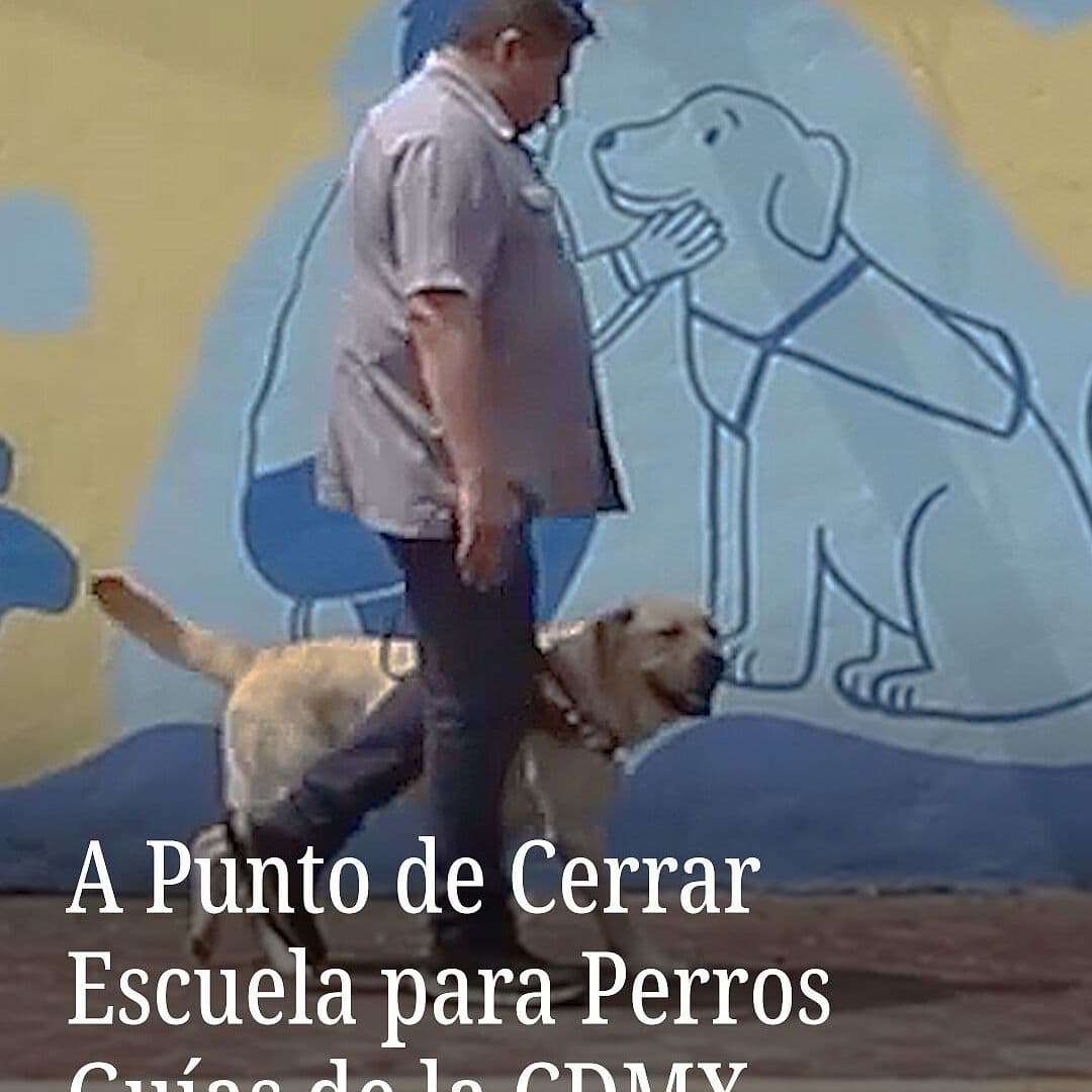 A Punto de Cerrar Escuela para Perros Guías de la CDMX