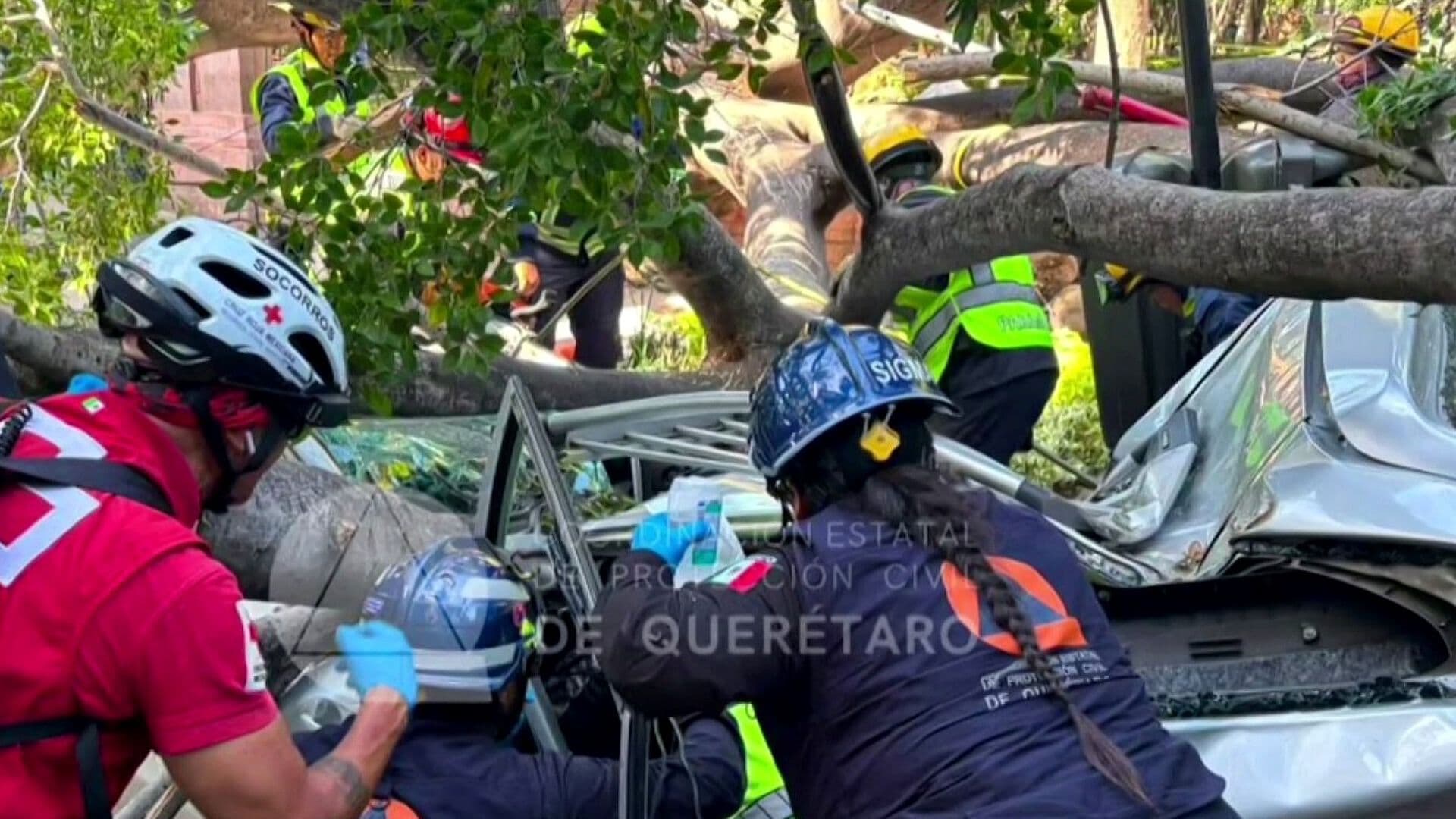 Árbol Cae Sobre Vehículo en Avenida Corregidora, Querétaro; Muere un Hombre