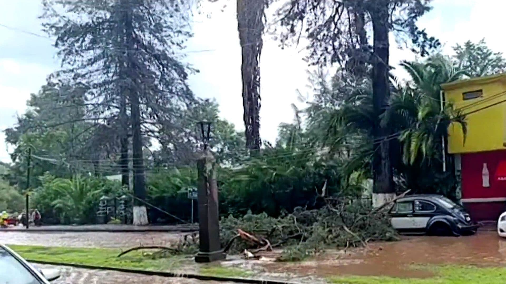 Lluvia Derriba Árboles y Bloquea Avenida al Norte de Pátzcuaro, Michoacán