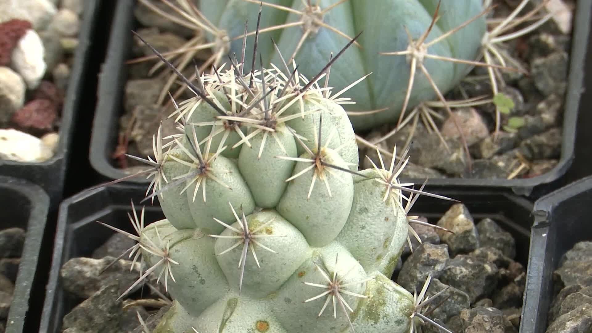 Buscan Evitar la Extinción de la Bola de Oro, una Biznaga Originaria de Querétaro