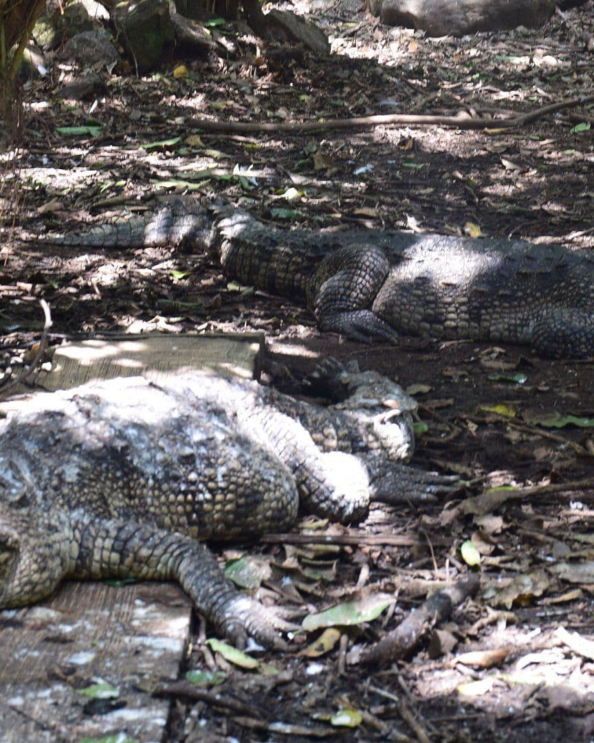 México Registra Trece Casos de Cocodrilos Muertos Durante las Últimas Semanas