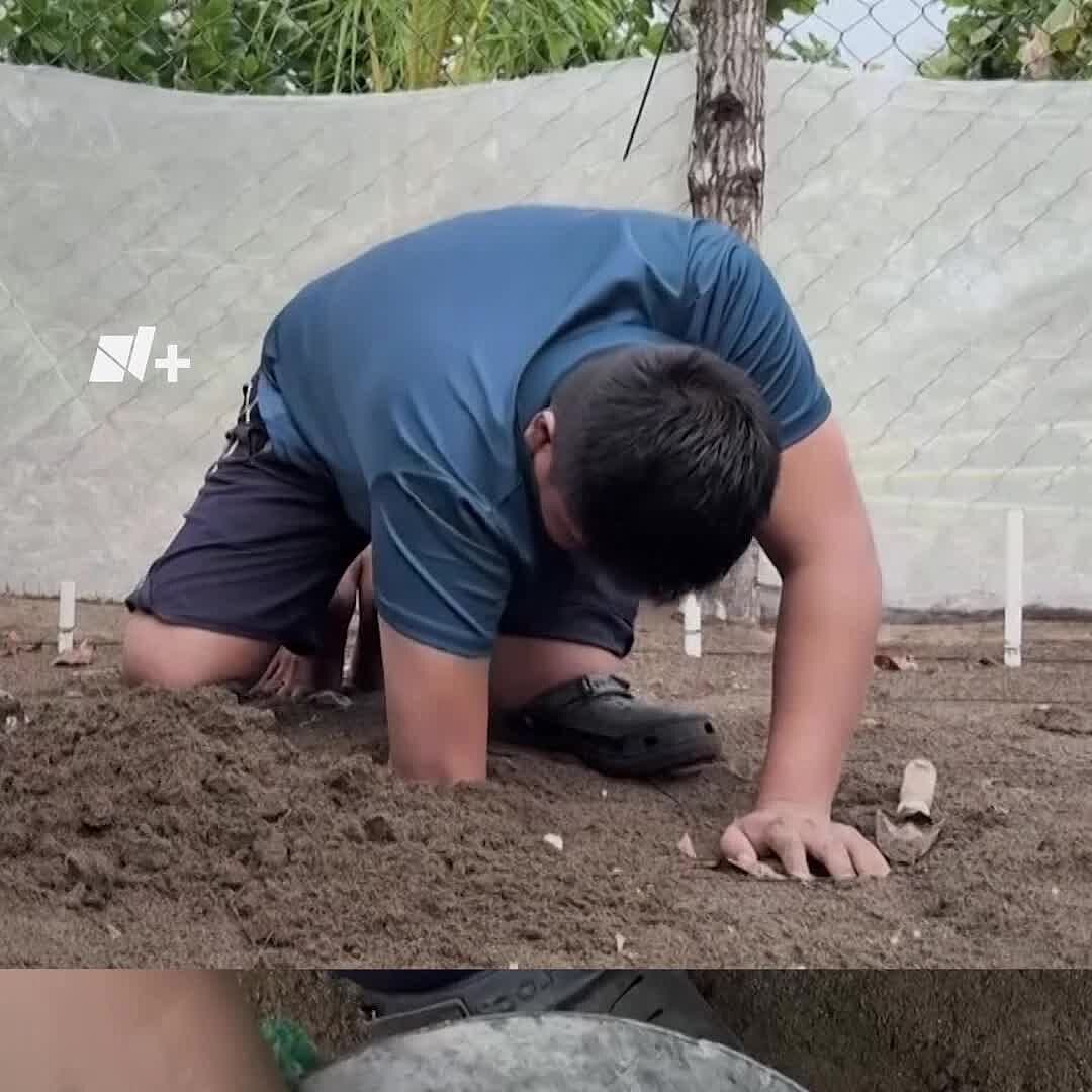 Tortugas Laúd Regresan a Panamá