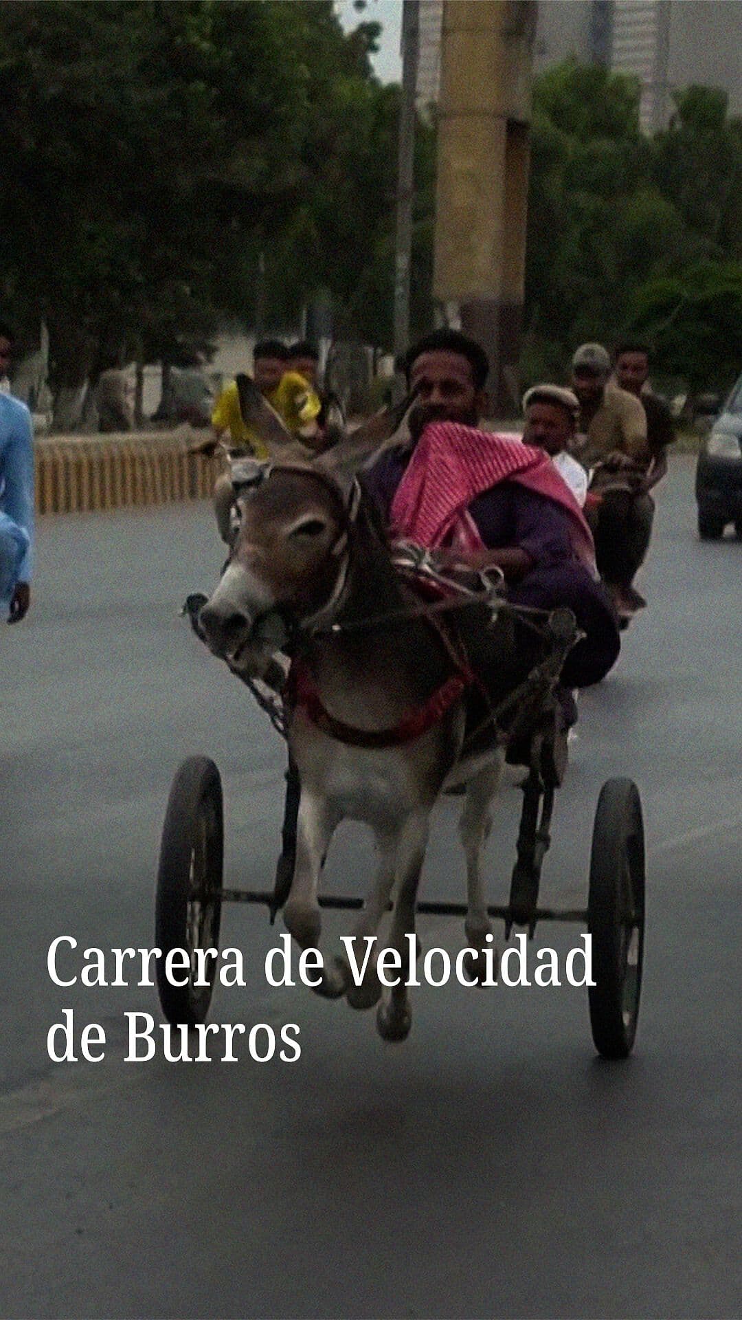 Carrera de Velocidad de Burros