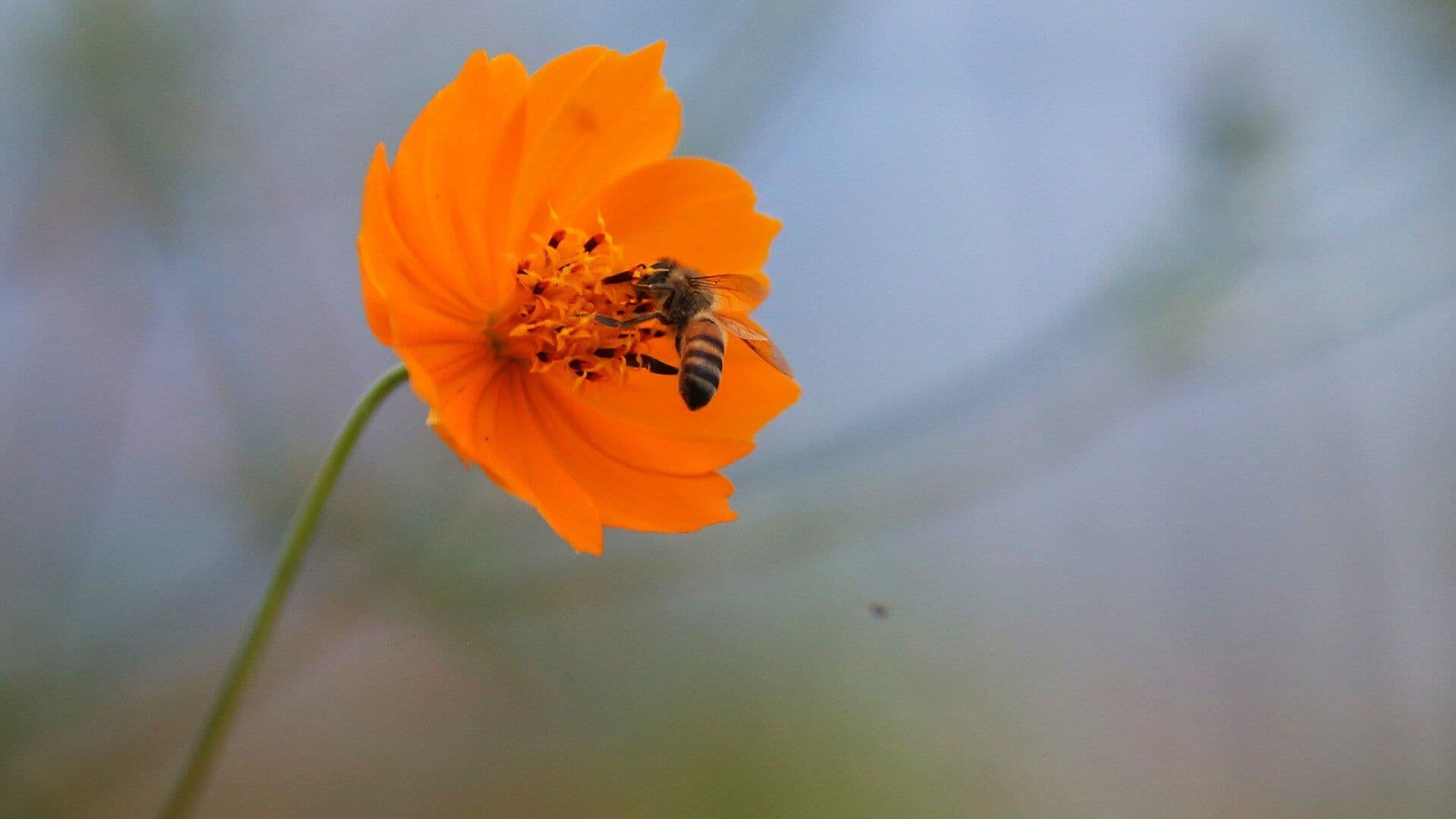 Muerte de Abejas Afecta a los ecosistemas en México