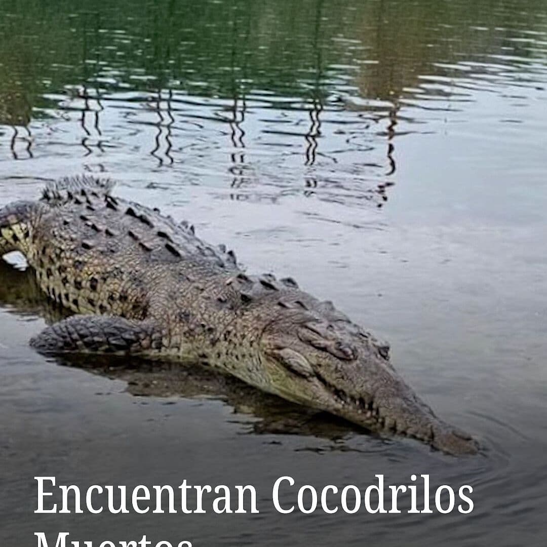 Encuentran Cocodrilos Muertos