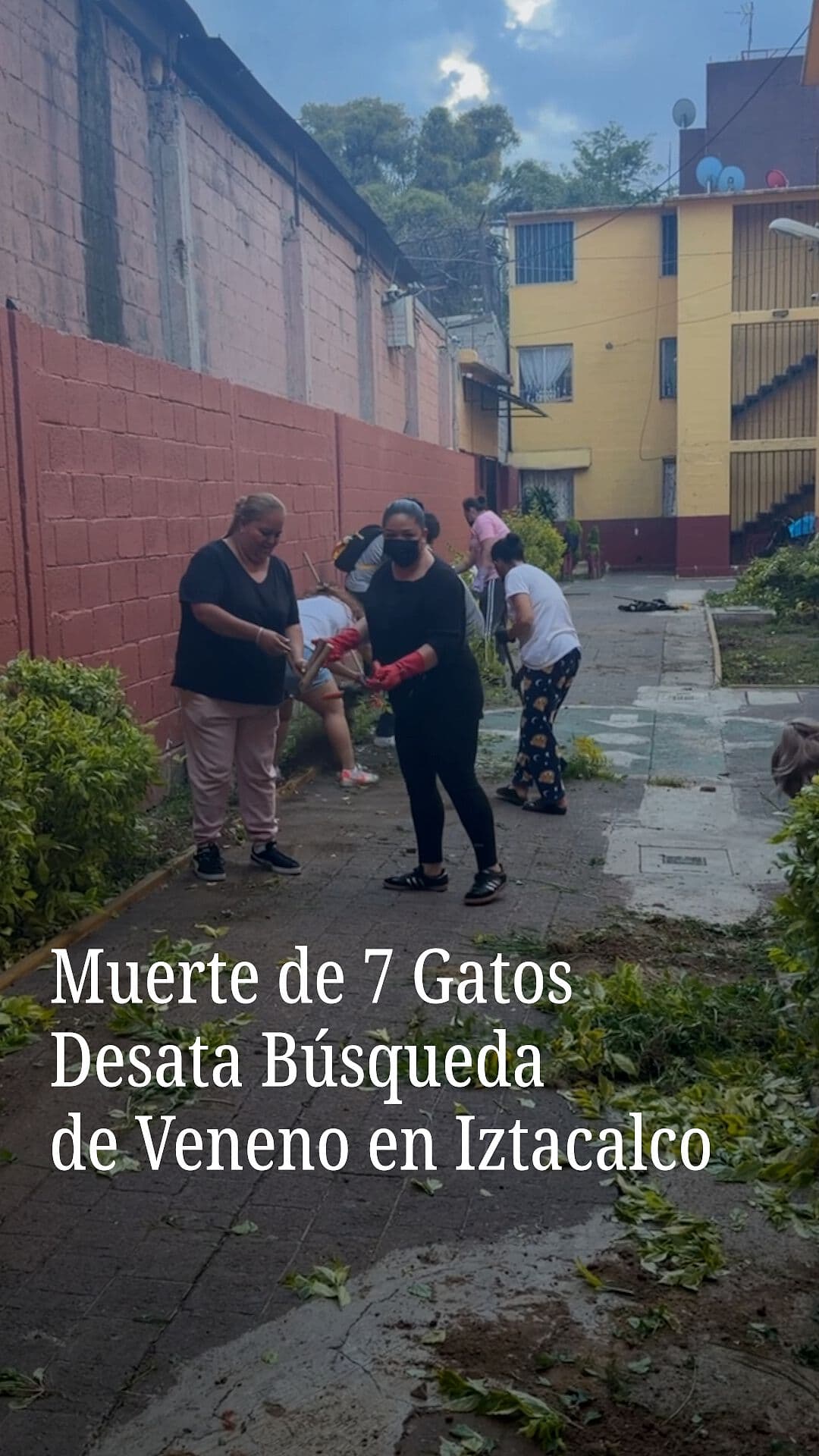 Muerte de 7 Gatos Desata Búsqueda de Veneno en Iztacalco