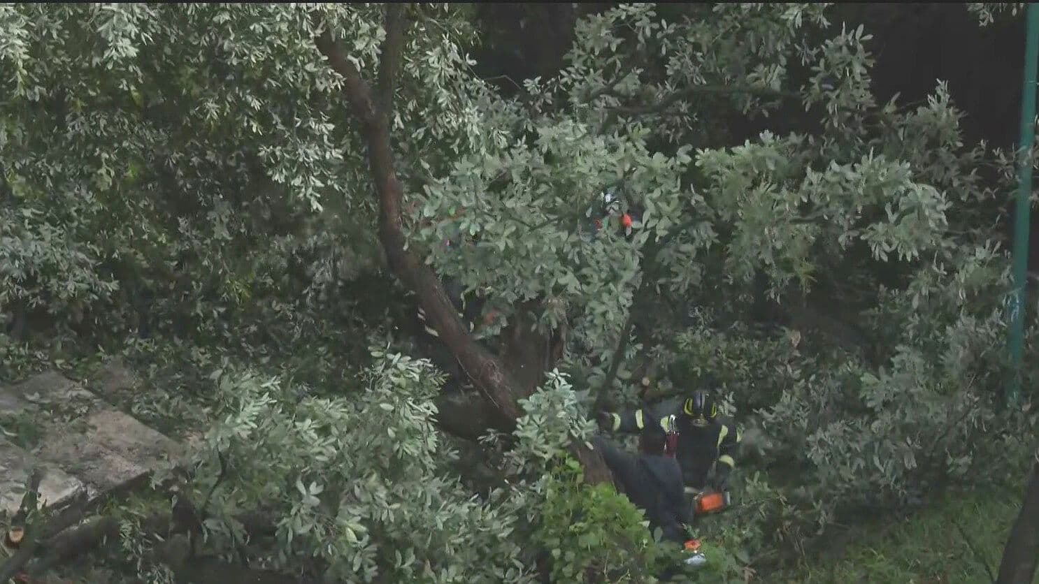 Cae Árbol en Barranca de Colonia Bosque de las Lomas, CDMX
