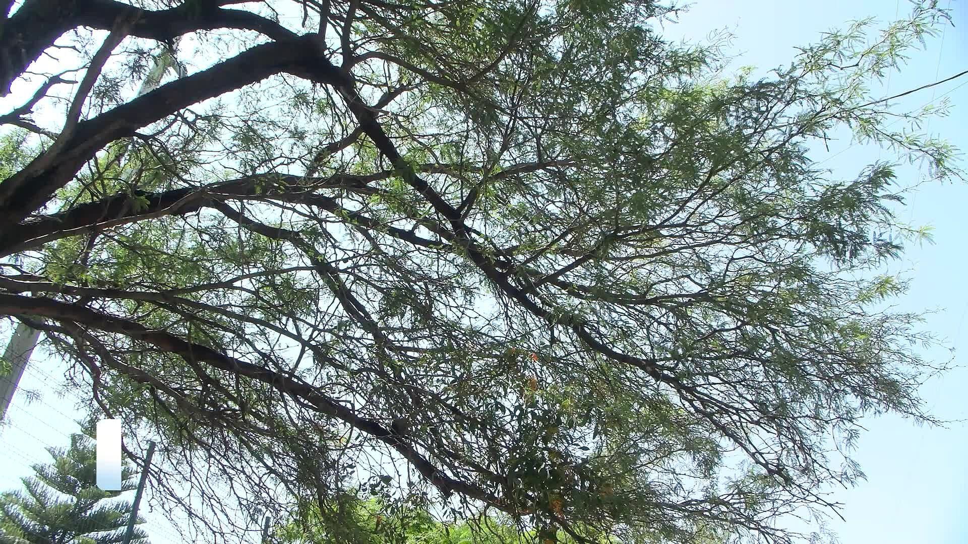 Ambientalistas Advierten Riesgo en Árboles de la Alameda Hidalgo en Querétaro