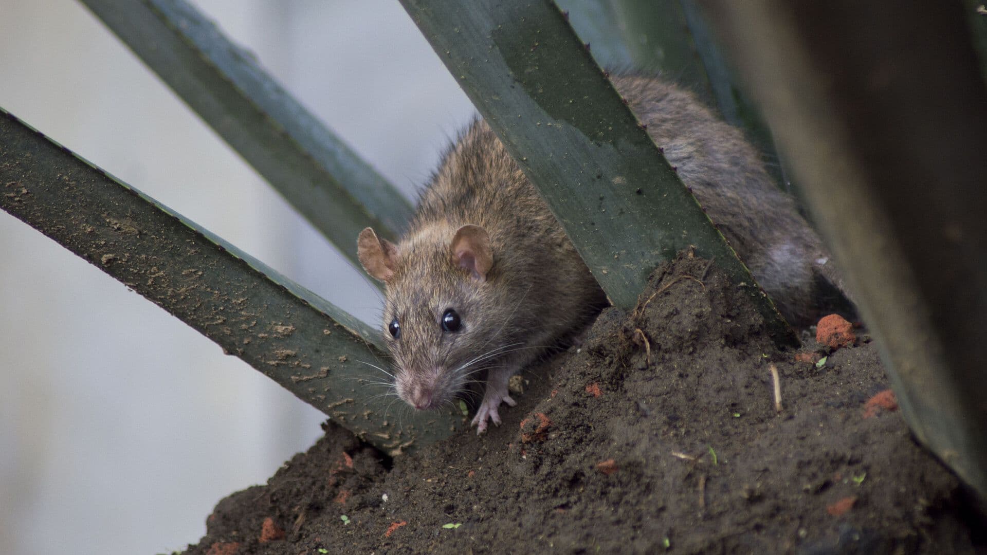 'Parecen Conejos': Vecinos Denuncian Casa Infestada de Ratas en Tlalnepantla