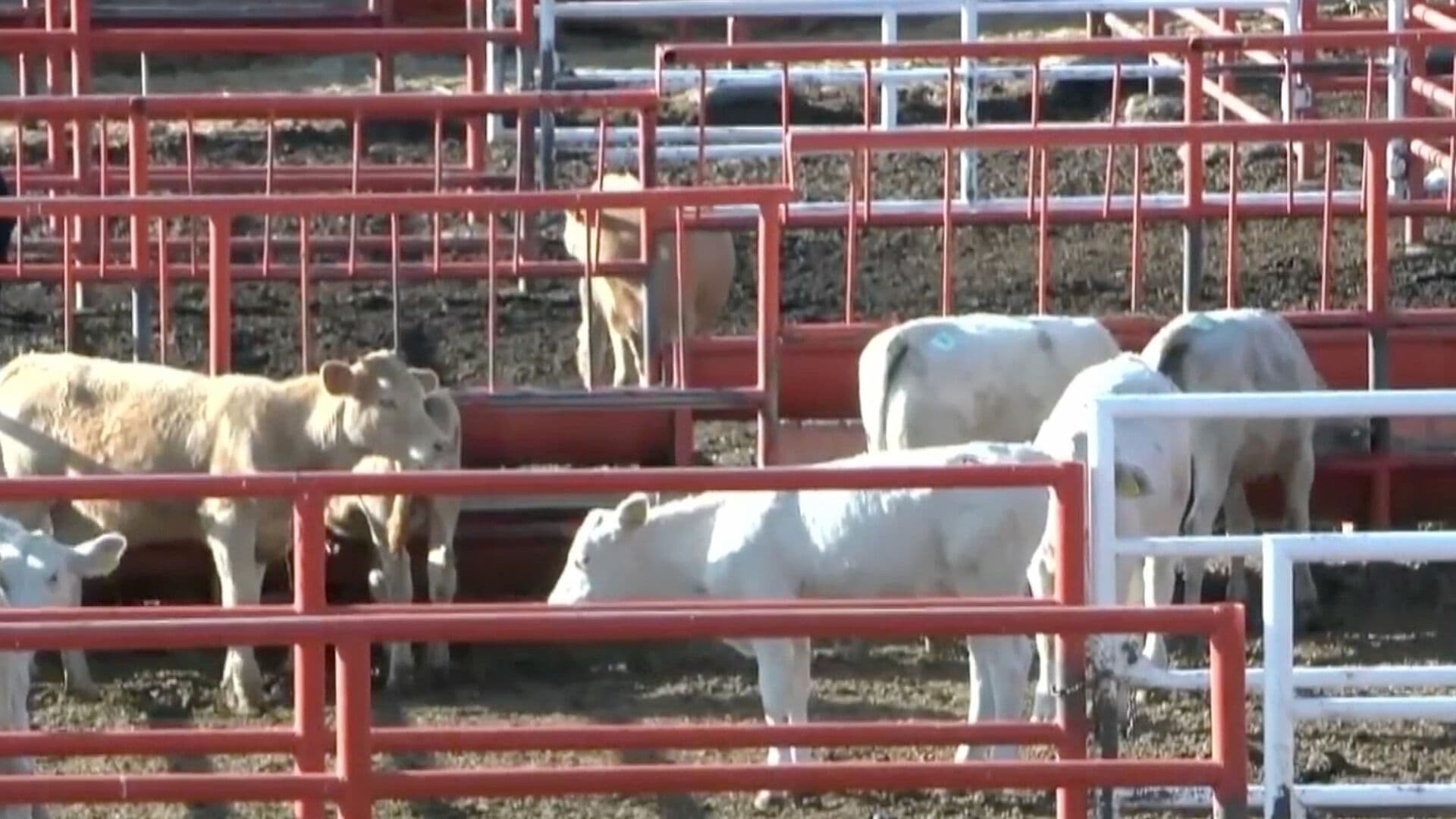 Reportan 75 Casos de Gusano Barrenador en Chihuahua Previo a la ExpoGan 2026