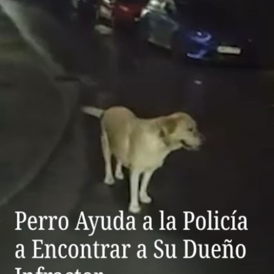 Perro Ayuda a la Policía a Encontrar a Su Dueño Infractor