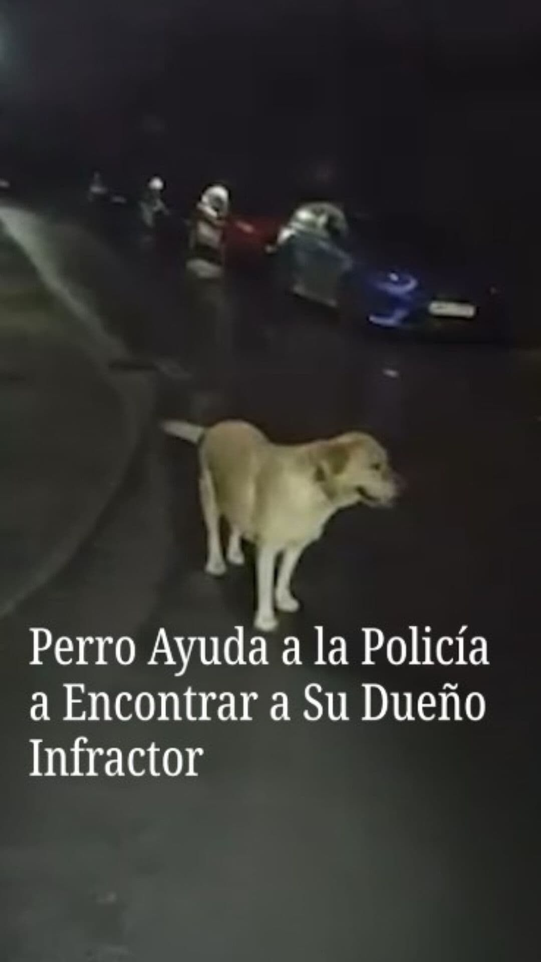 Perro Ayuda a la Policía a Encontrar a Su Dueño Infractor