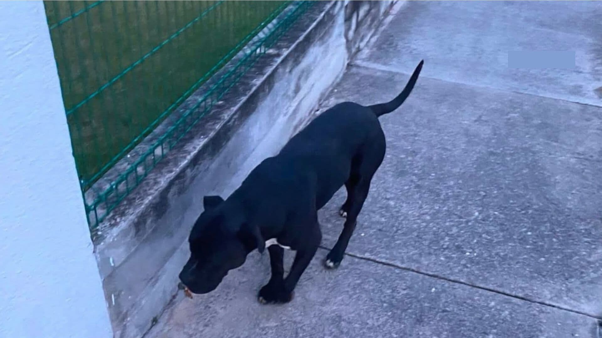 Mujer Atacada Perro Mordida Fraccionamiento Bosques de Chapultepec Puebla