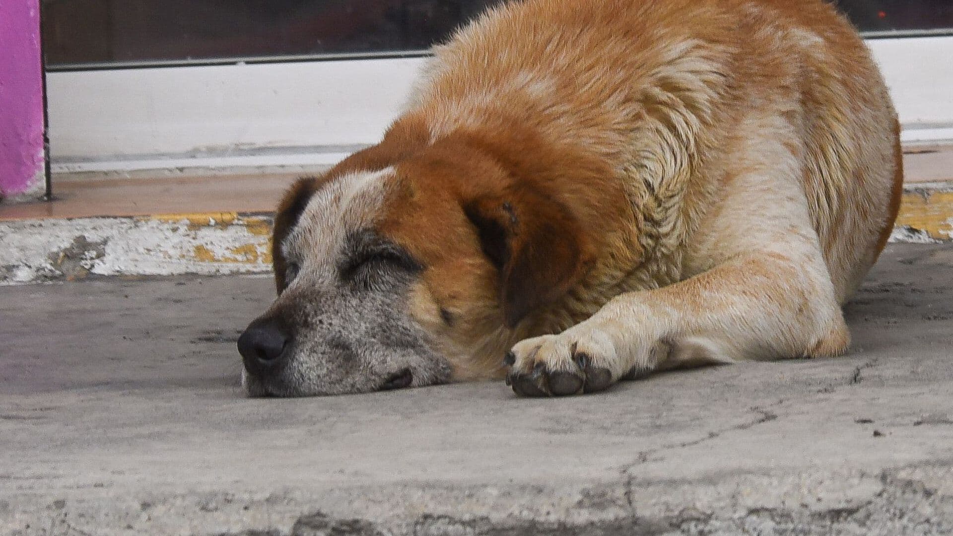 Caso de Gusano Barrenador en Perro Enciende las Alertas en Chihuahua