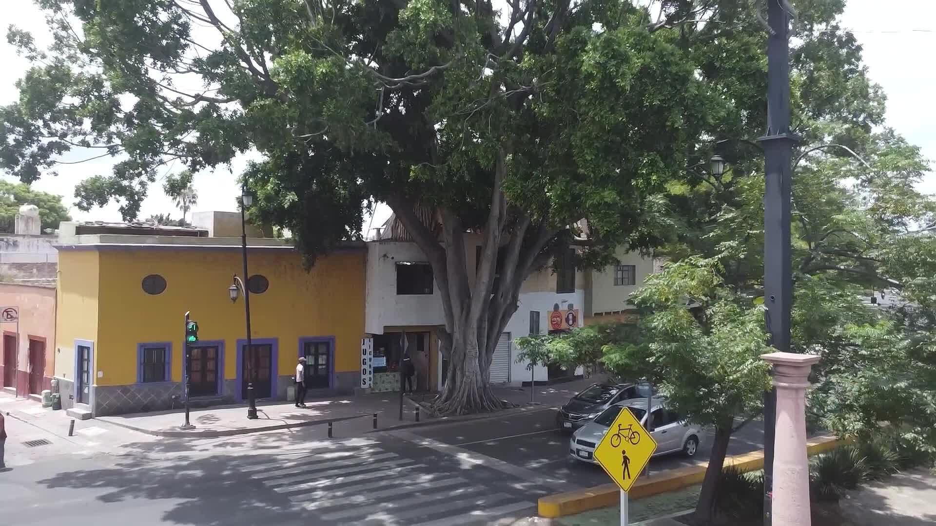 Advierten que Árbol Podría Caer Ante Fuertes Vientos en Querétaro