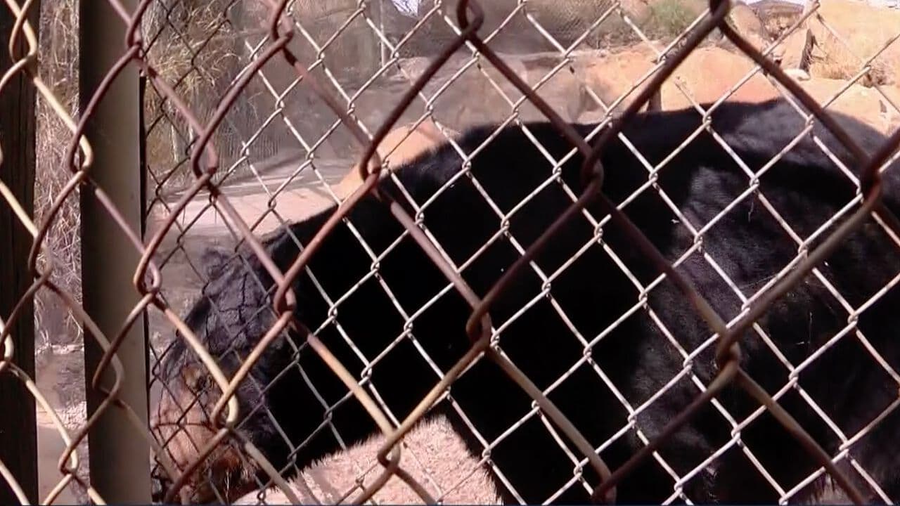 Osa Atropellada en Carretera de Sonora Ya está en Centro Ecológico de Hermosillo