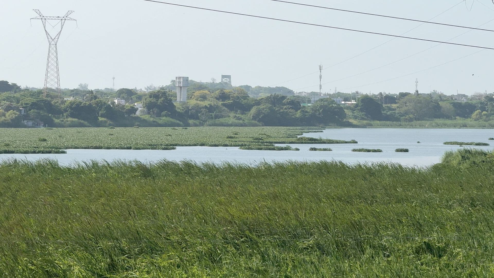 Lirio Invade la Laguna Olmeca en Carretera Veracruz Xalapa y Afecta a Pescadores