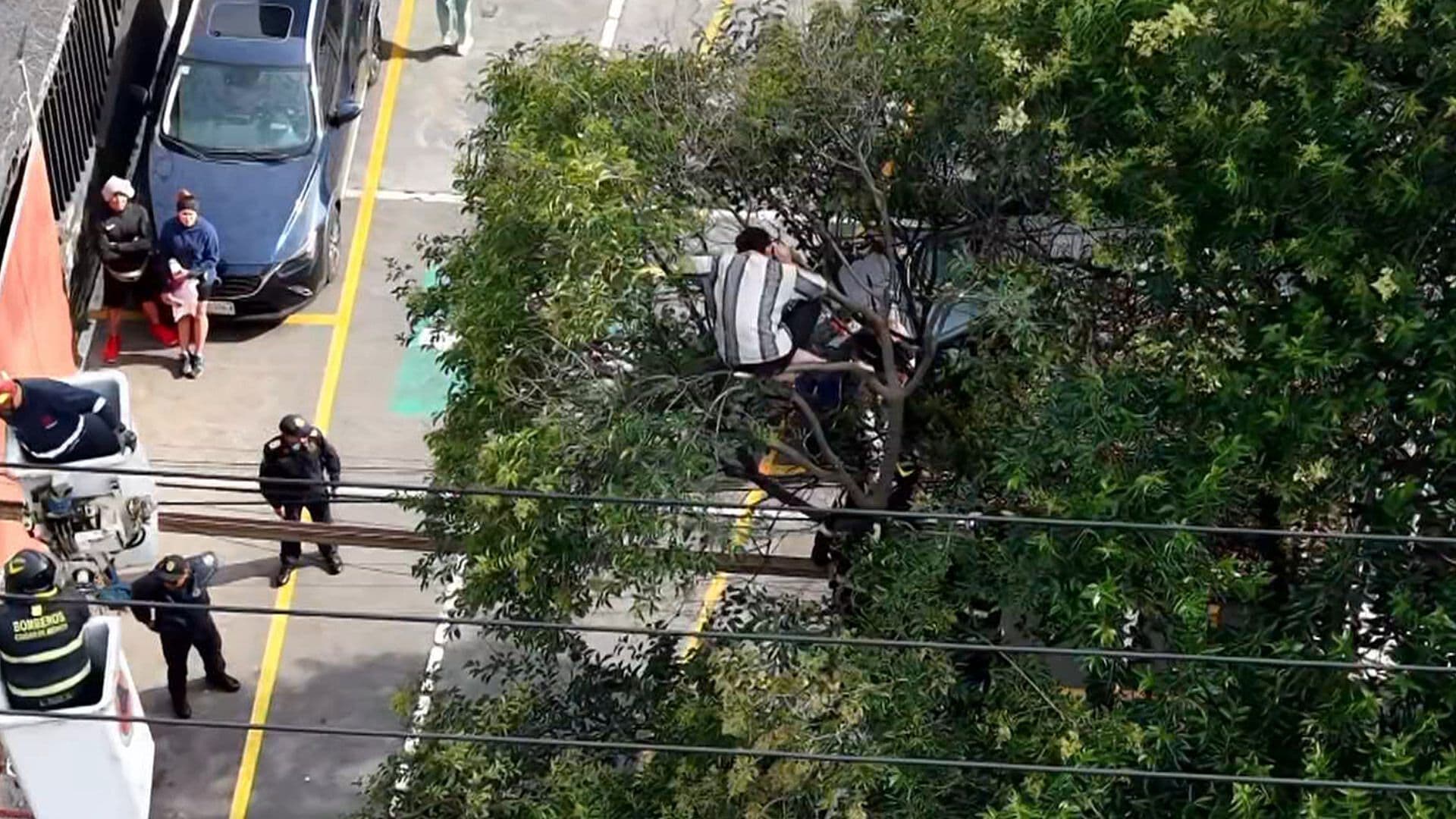 Desde el Aire: Bomberos Intentan Rescatar a Hombre que Trepó Enorme Árbol en Xochimilco