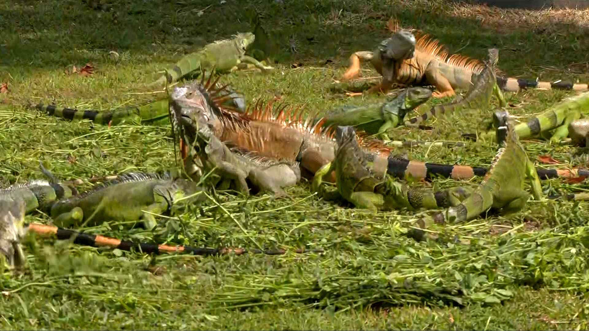 Crece Población de Iguanas en el Parque Papagayo Tras Huracán Otis en Acapulco