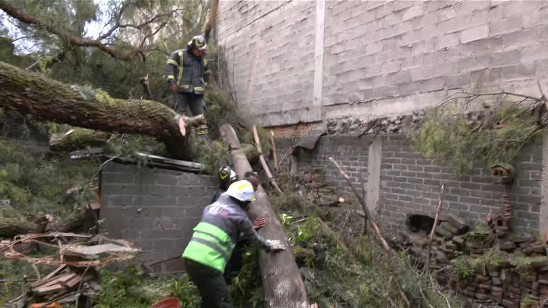 Colapsa Enorme Árbol y Aplasta Vivienda en la Alcaldía Coyoacán, CDMX