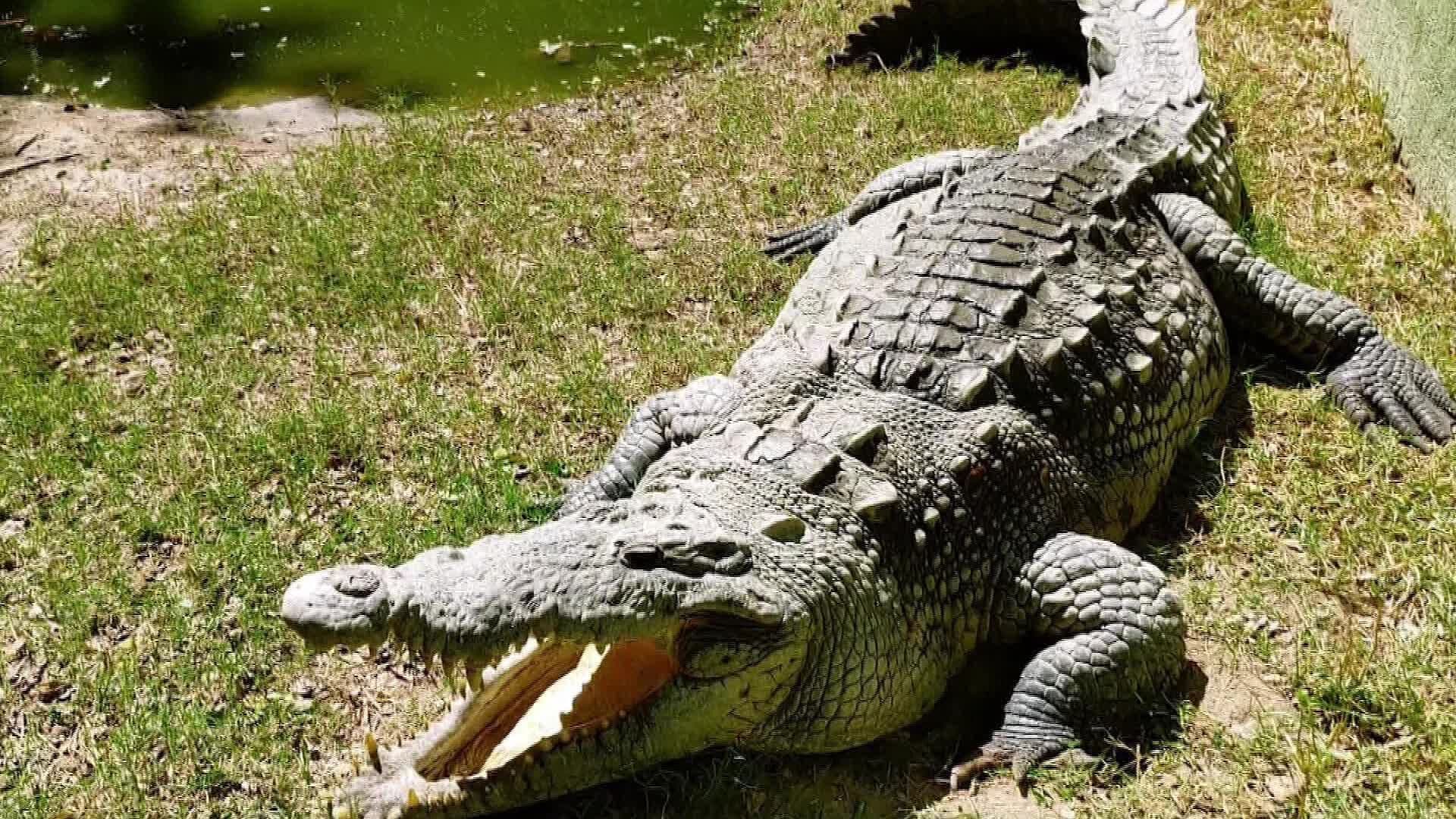 Alerta por Cocodrilos se Concentra en la Zona Norte de Puerto Vallarta