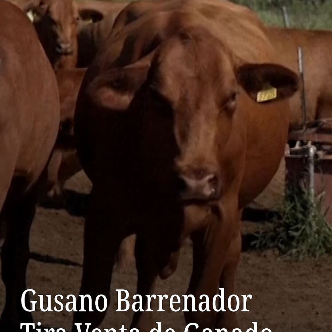 Gusano Barrenador Tira Venta de Ganado