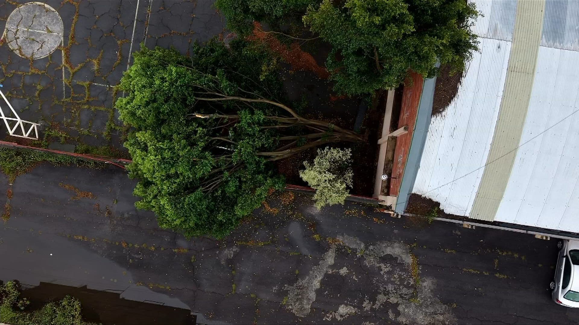 Cae Enorme Árbol Dentro de Escuela en Coyoacán