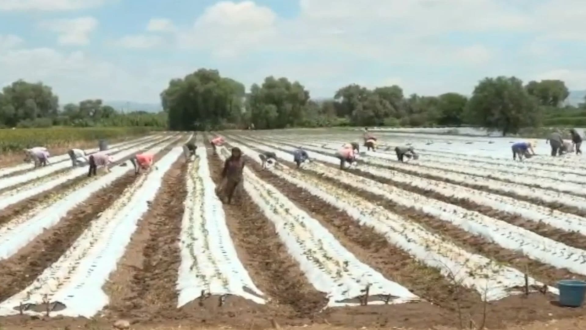 Nuevas Normas de Exportación Afectan a Productos de Fresas en Irapuato