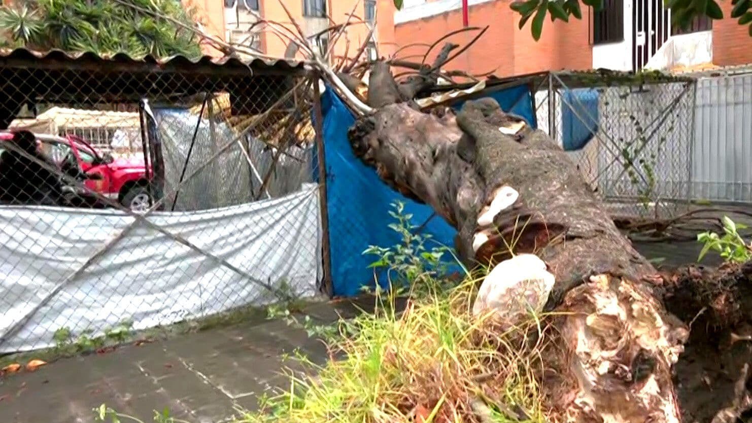 Árbol de 8 Metros Cae sobre Jaulas de Estacionamiento en Unidad Habitacional La Patera, GAM