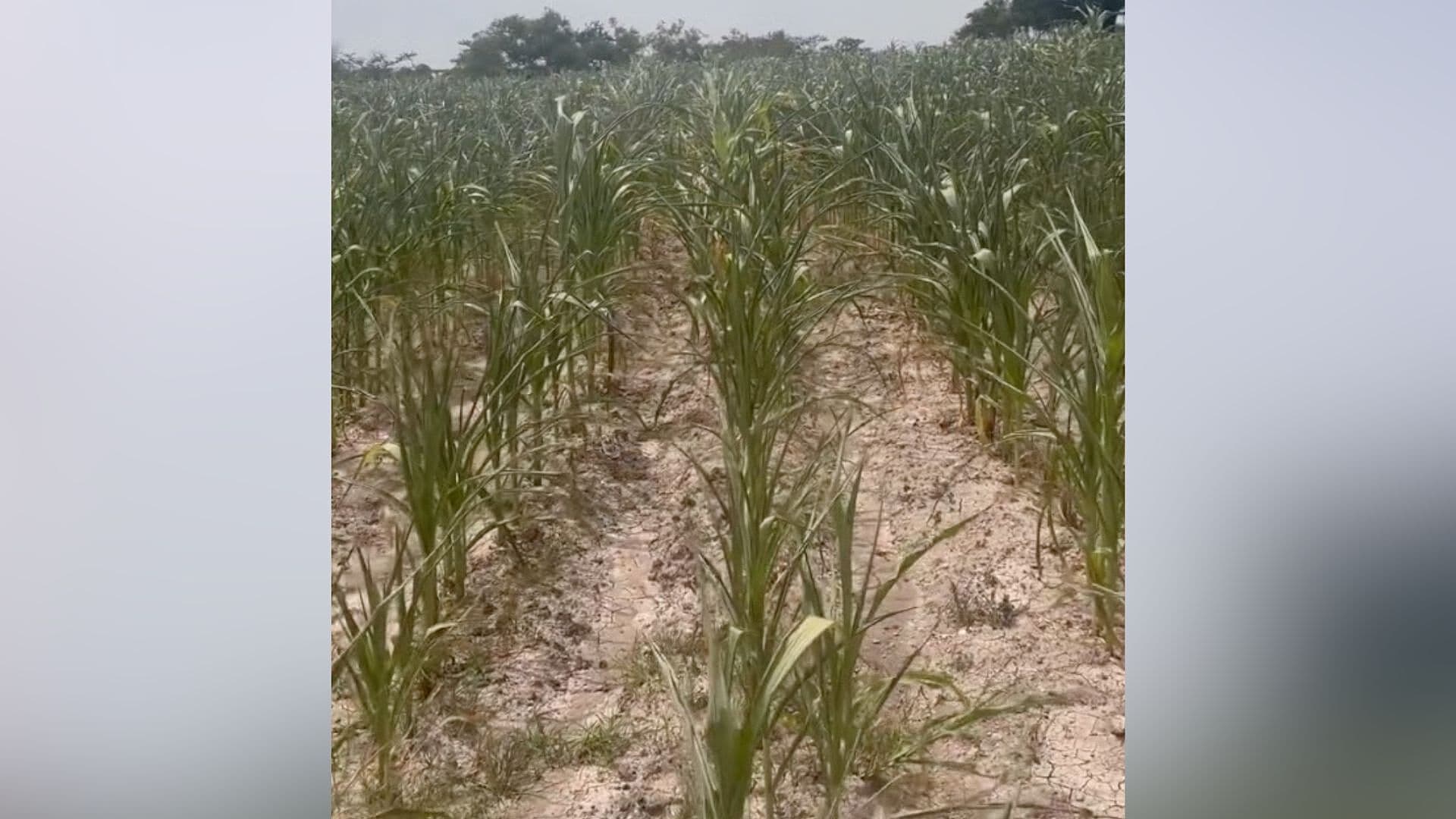 Sequía Altas Temperaturas Calor Clima Riesgo Cultivos Maíz Santa Inés Ahuatempan Puebla