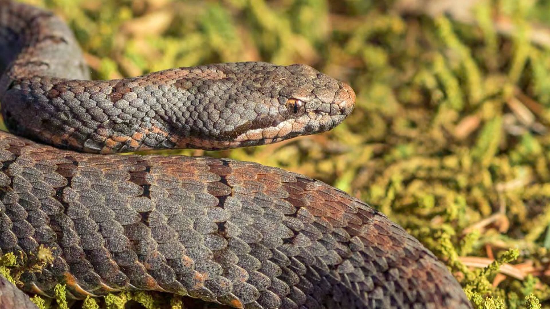 Siete Víboras de Cascabel Liberadas Hábitat Natural Zacatlán Puebla