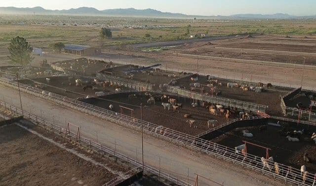 Detectan Segundo Caso de Gusano Barrenador en Sonora