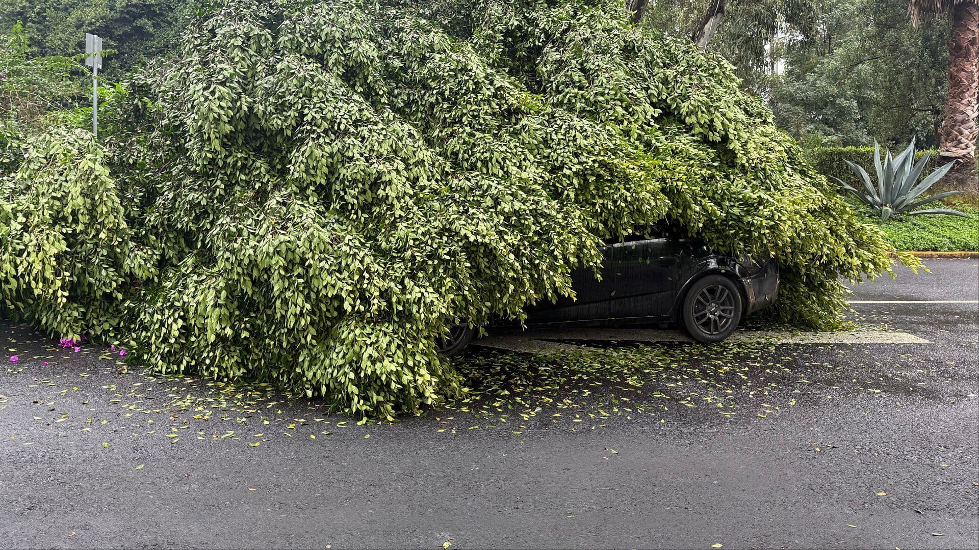 Enorme Árbol Cae Sobre Auto en Coyoacán