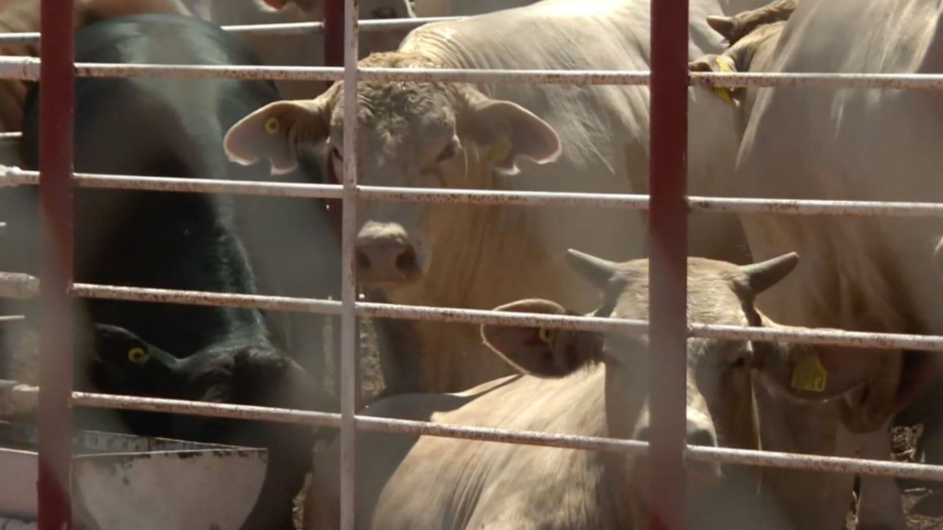 Cruza Primer Lote de Ganado a Estados Unidos por Agua Prieta, Sonora