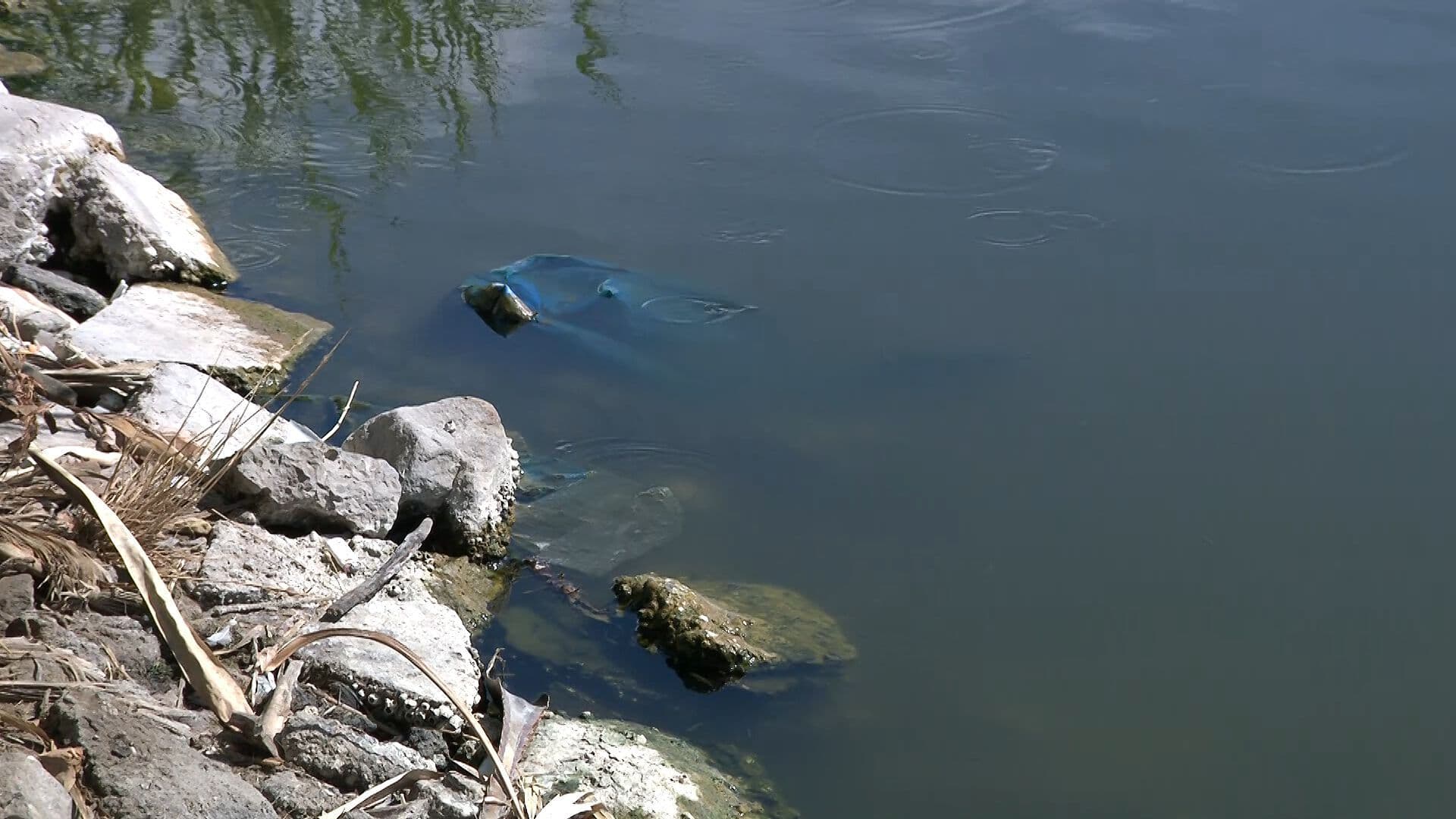 Disminución de Aves Migratorias Evidencian Deterioro del Humedales en Mexicali